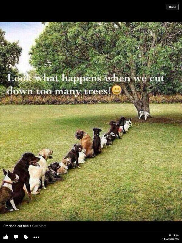 Save Trees
